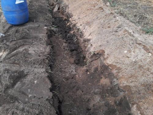 Посадка малины осенью. Посадка малины в открытый грунт