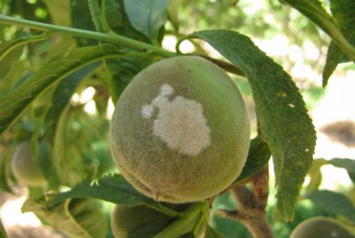 Почему на деревьях яблоки гниют. Почему яблоки гниют прямо на дереве и что с этим делать 16 Почему на деревьях яблоки гниют. Почему яблоки гниют прямо на дереве и что с этим делать 16