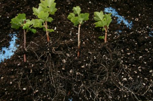 Размножение смородины зелеными черенками летом. Черная смородина - размножение зелеными черенками 03