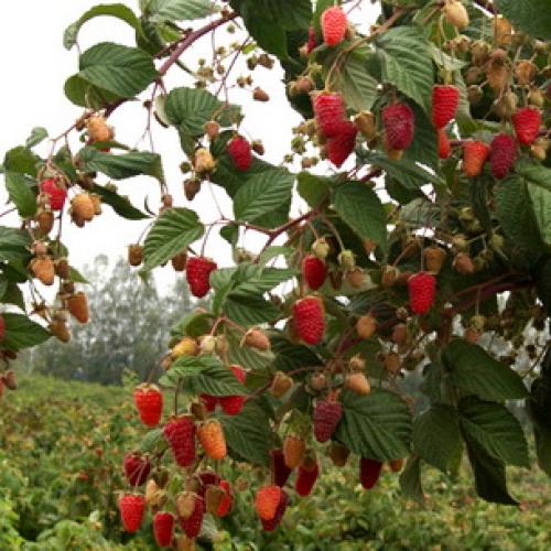 Шпалера для малины своими руками. Шпалера для малины: виды, изготовление и применение 03 Шпалера для малины своими руками. Шпалера для малины: виды, изготовление и применение 03