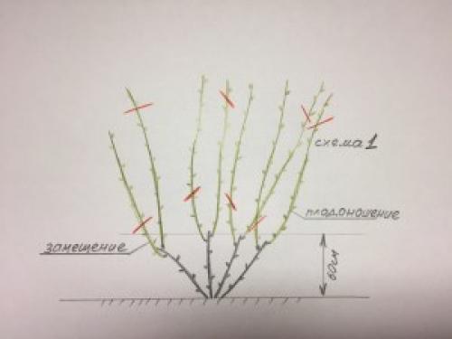 Обрезка винограда 2019. Дачные сезоны