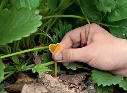 Размножение клубники усами осенью. Размножение клубники усами 03 Размножение клубники усами осенью. Размножение клубники усами 03