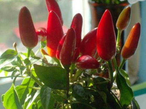 Уход за декоративным перцем в домашних условиях. Лучшие условия для перца 04