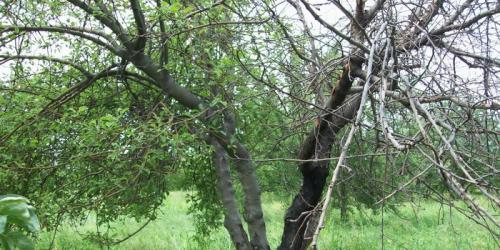 Черный рак груши