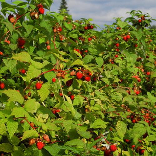 Шпалера для малины своими руками. Шпалера для малины: виды, изготовление и применение 09 Шпалера для малины своими руками. Шпалера для малины: виды, изготовление и применение 09