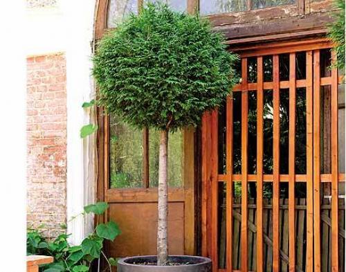 Как привить виноград осенью. Что такое прививка и для чего она нужна винограду 08