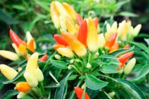 Уход за декоративным перцем в домашних условиях. Лучшие условия для перца 01