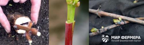 Прививка винограда осенью в корень. Прививка винограда