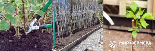 Как вырастить малину из семян? 07 Как вырастить малину из семян? 07