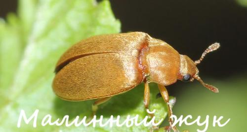 Малина червивая ягода, что делать. Откуда берутся черви (что это за вредители)?