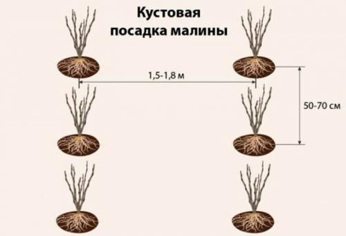 Как правильно сажать малину осенью в открытый грунт. Как правильно посадить саженцы малины осенью — пошаговая инструкция