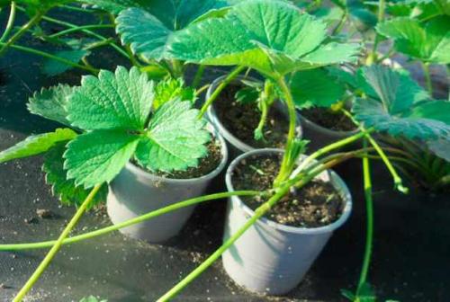 Размножение клубники усами осенью. Размножение клубники усами 01 Размножение клубники усами осенью. Размножение клубники усами 01