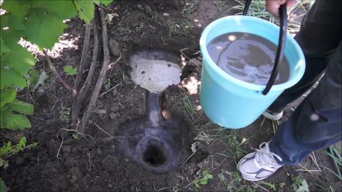 Уход за виноградом в августе. Уход за виноградом весной