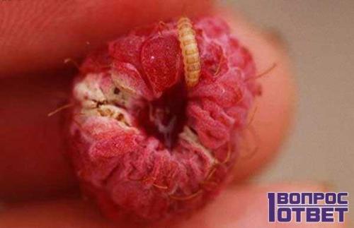 Малина червивая, как бороться. Почему червивая и что делать? 04