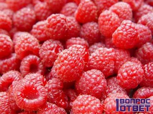 Малина червивая, как бороться. Почему червивая и что делать? 06