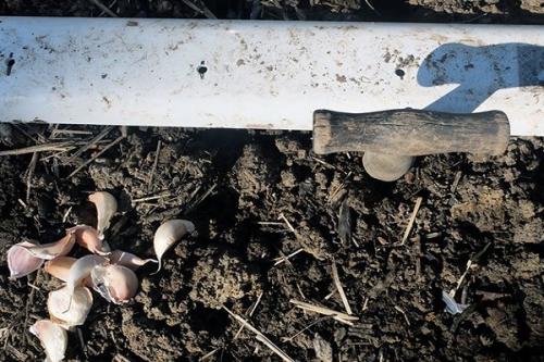 Яровой чеснок урожайность. Как сажать яровой чеснок?