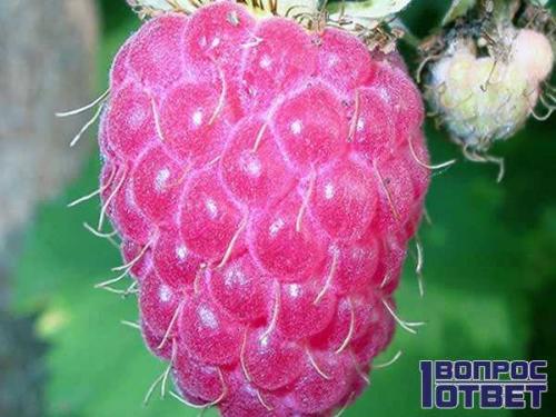 Малина червивая, как бороться. Почему червивая и что делать? 02