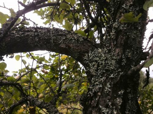 Как избавиться от лишайника на яблоне. Как избавиться от мха и лишайников на яблоне. Секретные рецепты