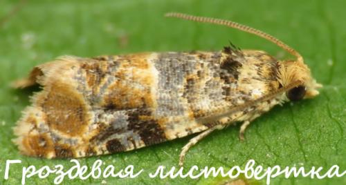 Малина червивая ягода, что делать. Откуда берутся черви (что это за вредители)?