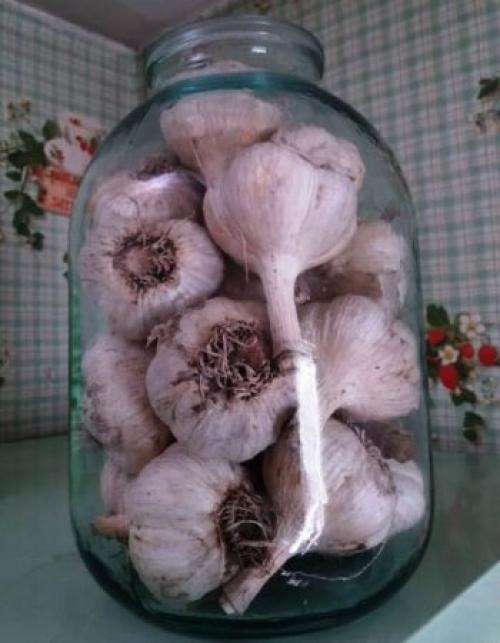 Когда и как убирать чеснок с грядки. Когда убирать чеснок с грядки?