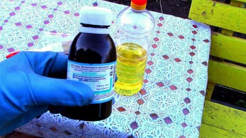 Пупырышки на листьях смородины. Почему на листьях смородины появились красные пузырьки и что с этим делать