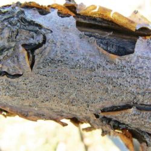 Черный рак на яблоне лечение. Рак яблони: особенности болезни 04 Черный рак на яблоне лечение. Рак яблони: особенности болезни 04