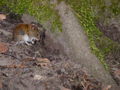 Мыши погрызли кору винограда. Помогут ли домашние питомцы в борьбе с мышами?