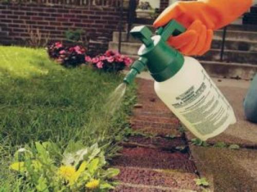 Негашеная известь применение в огороде. Применение негашеной извести