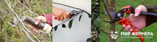 Обрезка вишня войлочная осенью. Обрезка очень старых кустарников войлочной вишни 14