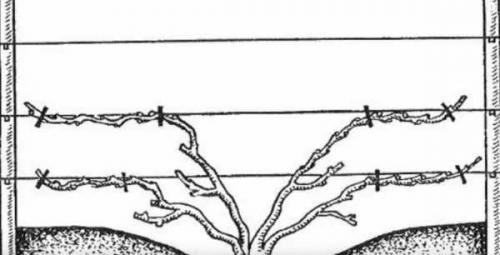 Правила обрезки винограда осенью. Формирование молодых кустов 10 Правила обрезки винограда осенью. Формирование молодых кустов 10