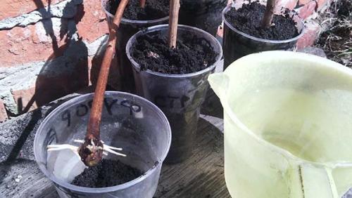 Посадка черенков винограда. Посадка черенков в горшочки в домашних условиях