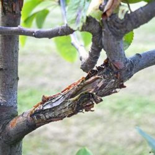 Черный рак на яблоне лечение. Рак яблони: особенности болезни 03 Черный рак на яблоне лечение. Рак яблони: особенности болезни 03