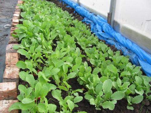 Посев редиски в январе. Когда сеять редис в теплице: сроки и благоприятные условия