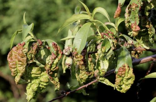 Персик сорт золотая москва. Персик золотая Москва: описание с фото, правила ухода 08 Персик сорт золотая москва. Персик золотая Москва: описание с фото, правила ухода 08