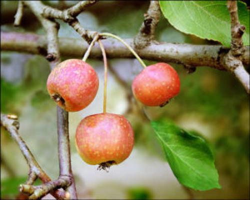 Как прививать яблони осенью пошагово. Насколько возможна прививка яблони на дичку, и в, какие сроки это делать?