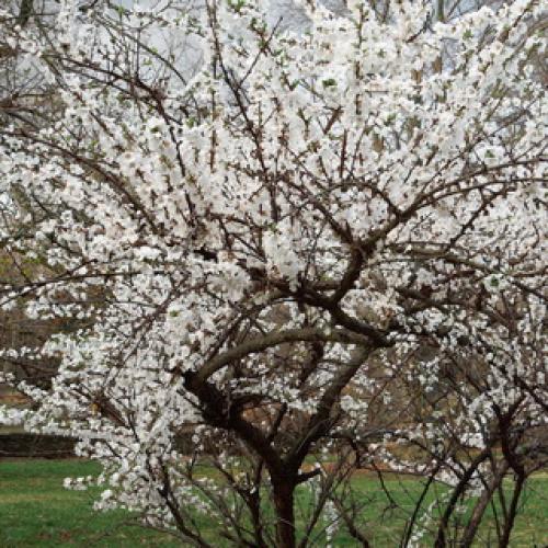 Обрезка вишня войлочная осенью. Обрезка очень старых кустарников войлочной вишни 04