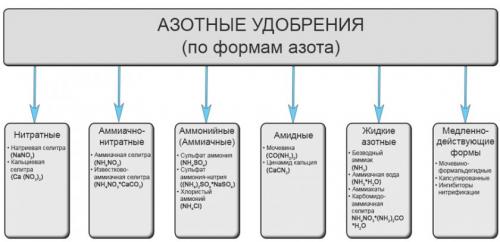 Чем подкормить молодую грушу осенью. Чем лучше подкормить яблоню и грушу осенью для лучшей зимовки и богатого урожая? 06 Чем подкормить молодую грушу осенью. Чем лучше подкормить яблоню и грушу осенью для лучшей зимовки и богатого урожая? 06