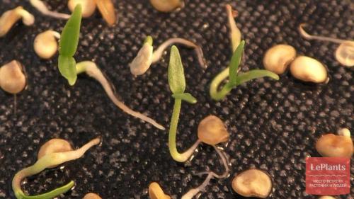 Декоративный перец можно есть. Когда и как сеять острый перец для выращивания в комнате