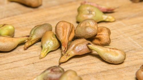 Семена винограда польза. Польза от продукции, произведённой из косточек винограда