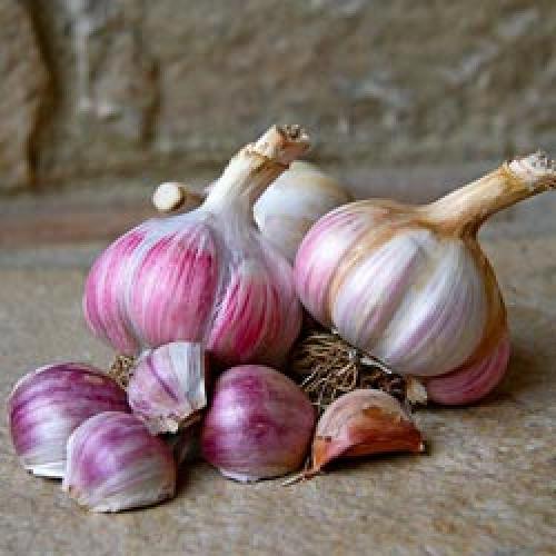 Средняя урожайность чеснока с 1 га. От чего зависит урожайность чеснока и как её увеличить