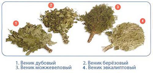 Когда заготавливать березовые веники для бани
