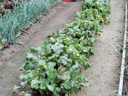 Негашеная известь применение в огороде. Применение негашеной извести