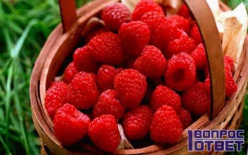 Малина червивая, как бороться. Почему червивая и что делать? 05