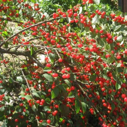 Обрезка вишня войлочная осенью. Обрезка очень старых кустарников войлочной вишни 09