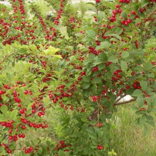 Обрезка вишня войлочная осенью. Обрезка очень старых кустарников войлочной вишни 10