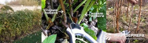 Уход за малиной осенью