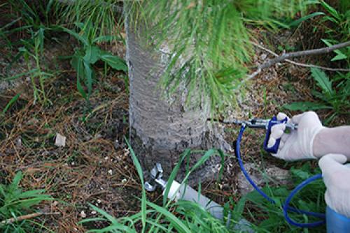 Как бороться с короедом на яблоне. Признаки атаки короеда 01