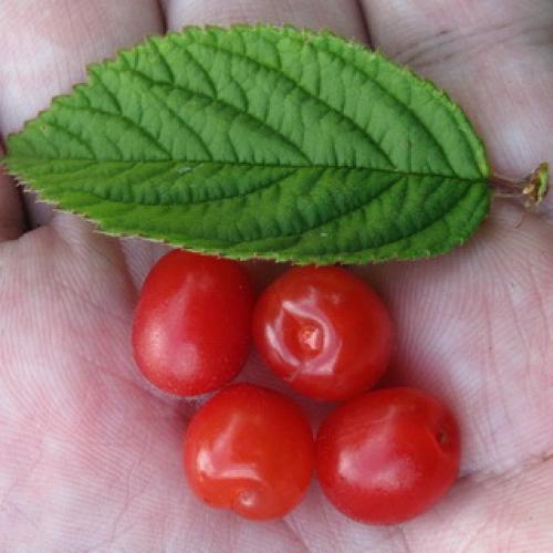 Обрезка вишня войлочная осенью. Обрезка очень старых кустарников войлочной вишни 07