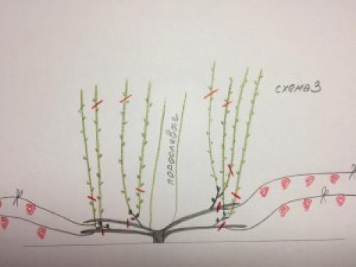 Обрезка винограда 2019. Дачные сезоны
