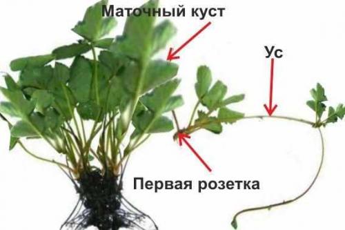 Размножение клубники усами осенью. Размножение клубники усами 02 Размножение клубники усами осенью. Размножение клубники усами 02